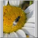 Nemotelus pantherinus - Waffenfliege 02.jpg